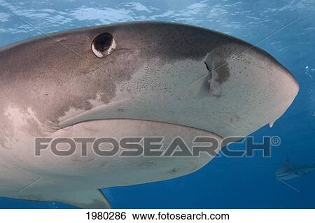 Stock Photograph - Caribbean, Bahamas, Little Bahama Bank, 14 Foot Tiger Shark [Galeocerdo Cuvier].. Fotosearch