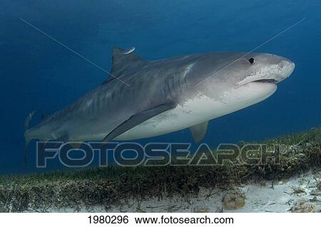 Stock Photograph - Caribbean, Bahamas, Little Bahama Bank, 14 Foot Tiger Shark [Galeocerdo Cuvier].. Fotosearch
