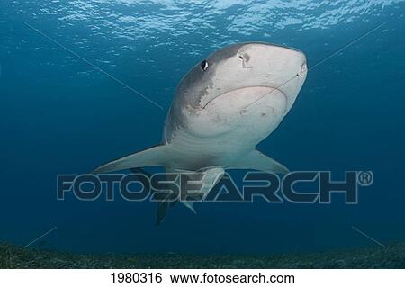Stock Photograph - Caribbean, Bahamas, Little Bahama Bank, 14 Foot Tiger Shark [Galeocerdo Cuvier], With Remora.. Fotosearch