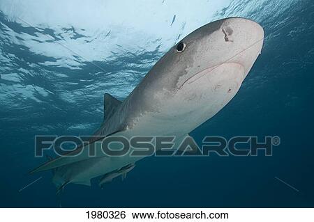 Stock Photograph - Caribbean, Bahamas, Little Bahama Bank, 14 Foot Tiger Shark [Galeocerdo Cuvier], With Remora.. Fotosearch