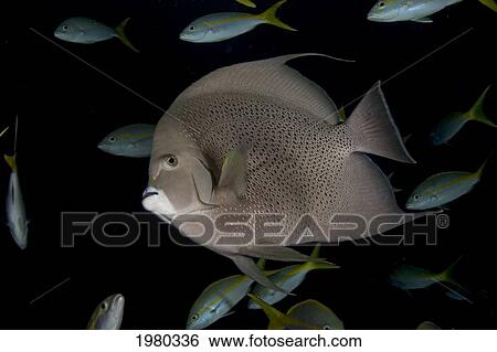 Stock Photograph - Caribbean, Bahamas, Little Bahama Bank, French Angelfish (Pomacanthus Paru) With Bluestripe Snapper In Dark Water.. Fotosearch