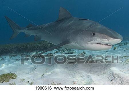 Stock Photograph - Caribbean, Bahamas, Little Bahama Bank, 14 Foot Tiger Shark [Galeocerdo Cuvier].. Fotosearch