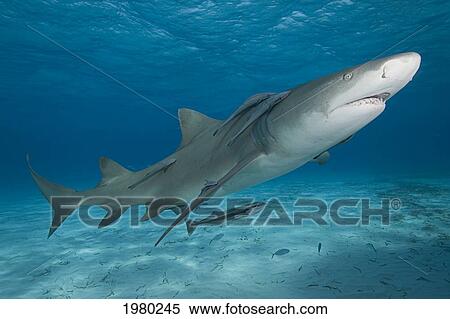 Stock Photography - Caribbean, Bahamas, Little Bahama Bank, Lemon Shark (Negaprion Brevirostris) With Remora.. Fotosearch