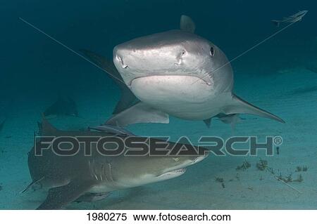 Stock Photography - Caribbean, Bahamas, Little Bahama Bank, 14 Foot Tiger Shark [Galeocerdo Cuvier], And Lemon Shark (Negaprion Brevirostris).. Fotosearch