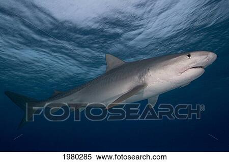 Stock Photography - Caribbean, Bahamas, Little Bahama Bank, 14 Foot Tiger Shark [Galeocerdo Cuvier].. Fotosearch