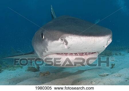 Stock Photography - Caribbean, Bahamas, Little Bahama Bank, 14 Foot Tiger Shark [Galeocerdo Cuvier].. Fotosearch