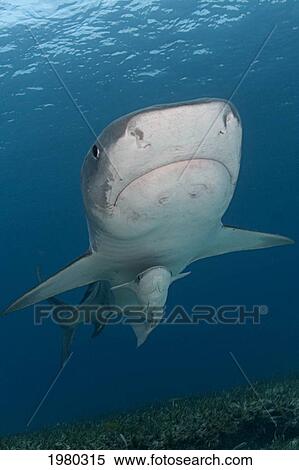 Stock Photography - Caribbean, Bahamas, Little Bahama Bank, 14 Foot Tiger Shark [Galeocerdo Cuvier], With Remora.. Fotosearch