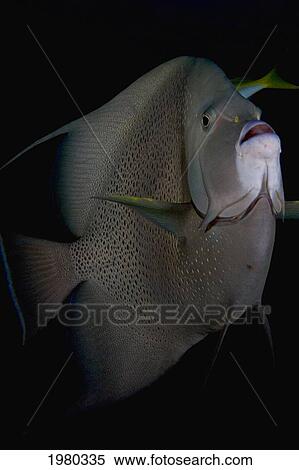 Stock Photography - Caribbean, Bahamas, Little Bahama Bank, French Angelfish (Pomacanthus Paru) In Dark Water.. Fotosearch