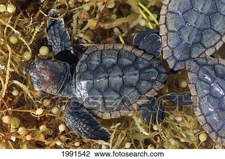 Stock Image - Caribbean, Bahamas, Loggerhead Turtle Hatchling [For Use Up To 13X20 Only]. Fotosearch