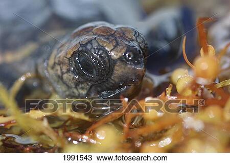 Stock Image - Caribbean, Bahamas, Loggerhead Turtle Hatchling [For Use Up To 13X20 Only]. Fotosearch