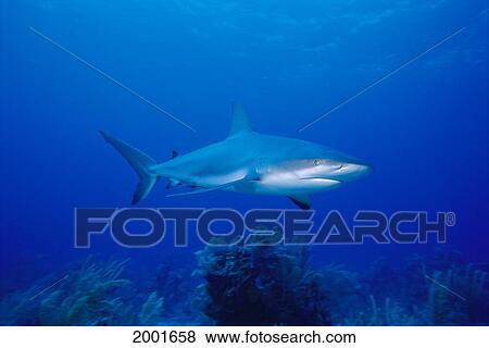 Stock Photo - Caribbean, Bahamas, Nassau Caribbean Reef Shark Over Reef (Carcharhinus Perezi). Fotosearch