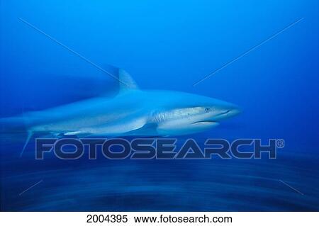 Stock Photography - Caribbean, Bahamas, Nassau Caribbean Reef Shark (Carcharhinus Perezi) Full Length Side View Blurred Motion. Fotosearch