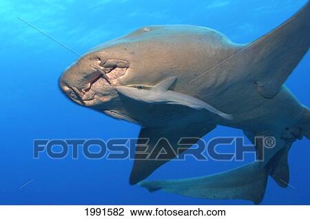 Stock Image - Caribbean, Bahamas, Nurse Shark, Ginglymostoma Cirratum [For Use Up To 13X20 Only]. Fotosearch