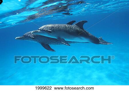 Stock Image - Caribbean, Bahamas, Pair Of Spotted Dolphins Underwater Near Surface, Reflections (Stenella Plagidon) C1985. Fotosearch