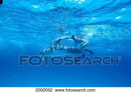 Caribbean, Bahamas, Pair Of Spotted Dolphins Near Surface, Snorkeler Behind, Clear Blue Ocean (Stenella Plagidon) View Large Photo Image Stock Image - Caribbean, Bahamas, Pair Of Spotted Dolphins Near Surface, Snorkeler Behind, Clear Blue Ocean (Stenella Plagidon). Fotosearch