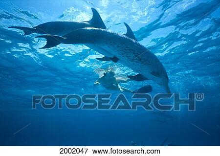 Caribbean, Bahamas, Pair Of Spotted Dolphins Side By Side Underwater Near Surface, Snorkeler (Stenella Plagiodon) View Large Photo Image Stock Photo - Caribbean, Bahamas, Pair Of Spotted Dolphins Side By Side Underwater Near Surface, Snorkeler (Stenella Plagiodon). Fotosearch