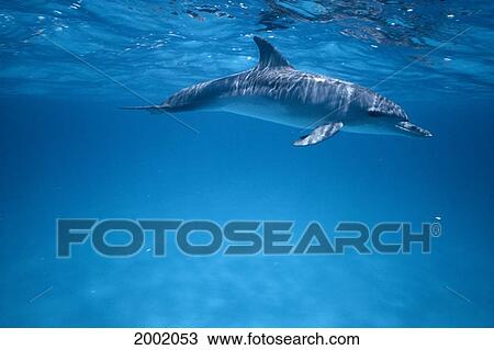 Stock Image - Caribbean, Bahamas, Side View Of Single Spotted Dolphin Near Surface (Stenella Plagidon). Fotosearch
