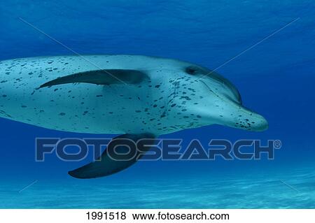 Stock Photo - Caribbean, Bahamas, Spotted Dolphin (Stenella Frontalis) [For Use Up To 13X20 Only]. Fotosearch