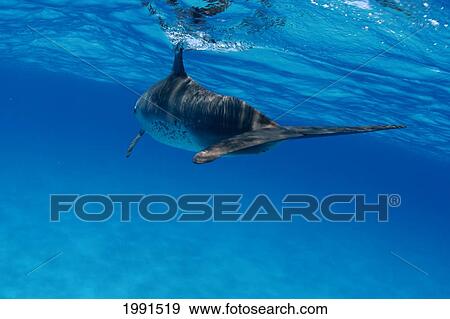 Stock Photo - Caribbean, Bahamas, Spotted Dolphin (Stenella Frontalis) [For Use Up To 13X20 Only]. Fotosearch