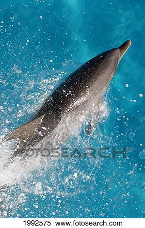 Caribbean, Bahamas, Spotted Dolphin (Stenella Frontalis) Splashing Through Surface Of Ocean View Large Photo Image Stock Photography - Caribbean, Bahamas, Spotted Dolphin (Stenella Frontalis) Splashing Through Surface Of Ocean. Fotosearch