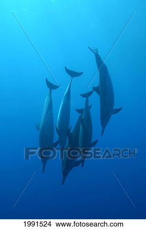 Picture - Caribbean, Bahamas, Spotted Dolphins (Stenella Frontalis) [For Use Up To 13X20 Only]. Fotosearch