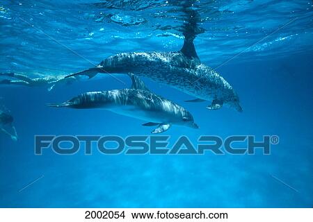 Caribbean, Bahamas, Spotted Dolphins, Pair Near Surface With Reflections (Stenella Plagiodon) View Large Photo Image Picture - Caribbean, Bahamas, Spotted Dolphins, Pair Near Surface With Reflections (Stenella Plagiodon). Fotosearch