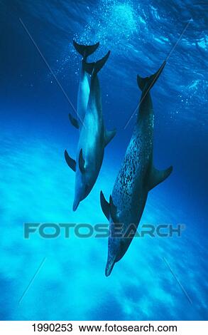 Caribbean, Bahamas, Spotted Dolphins Three Go Straight Down, Blue Water With Sandy Bottom View Large Photo Image Stock Image - Caribbean, Bahamas, Spotted Dolphins Three Go Straight Down, Blue Water With Sandy Bottom. Fotosearch