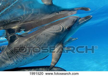 Stock Image - Caribbean, Bahamas, Spotted Dolphins (Stenella Frontalis) [For Use Up To 13X20 Only]. Fotosearch