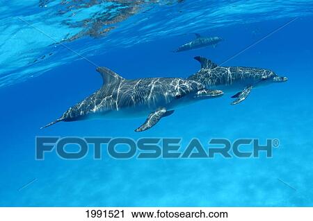Stock Image - Caribbean, Bahamas, Spotted Dolphins (Stenella Frontalis) [For Use Up To 13X20 Only]. Fotosearch