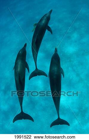Stock Image - Caribbean, Bahamas, Spotted Dolphins (Stenella Frontalis) [For Use Up To 13X20 Only]. Fotosearch