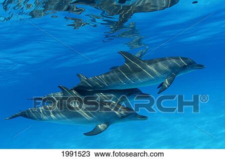 Stock Image - Caribbean, Bahamas, Spotted Dolphins (Stenella Frontalis) [For Use Up To 13X20 Only]. Fotosearch