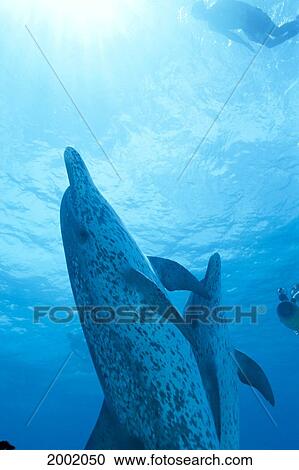 Stock Image - Caribbean, Bahamas, Spotted Dolphins (Stenella Plagiodon) Snorkeler With Sunburst. Fotosearch