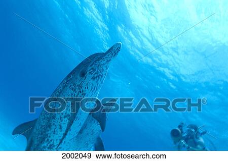 Stock Photo - Caribbean, Bahamas, Spotted Dolphins (Stenella Plagiodon) Heading To Surface, Snorkeler With Camera. Fotosearch