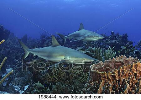 Caribbean, Bahamas, Two Caribbean Reef Sharks (Carcharhinus Perezi) Over Coral Reef View Large Photo Image Picture - Caribbean, Bahamas, Two Caribbean Reef Sharks (Carcharhinus Perezi) Over Coral Reef. Fotosearch