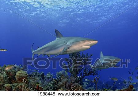 Stock Photography - Caribbean, Bahamas, Two Caribbean Reef Sharks (Carcharhinus Perezi) Over Coral Reef. Fotosearch