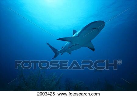 Caribbean, Bahamas, Underside View Of Caribbean Reef Shark In Blue Water With Cleaner Fish (Carcharhinus Perezi) View Large Photo Image Stock Photography - Caribbean, Bahamas, Underside View Of Caribbean Reef Shark In Blue Water With Cleaner Fish (Carcharhinus Perezi). Fotosearch