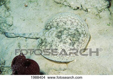 Picture - Caribbean, Bahamas, Yellow Stingray (Urolophus Jamaicensis) Resting On Seafloor.. Fotosearch