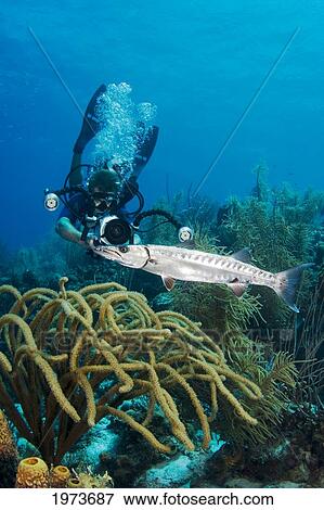 Stock Photo - Caribbean, Bonaire, Diver And A Great Barracuda, Sphyraena Barracuda.. Fotosearch