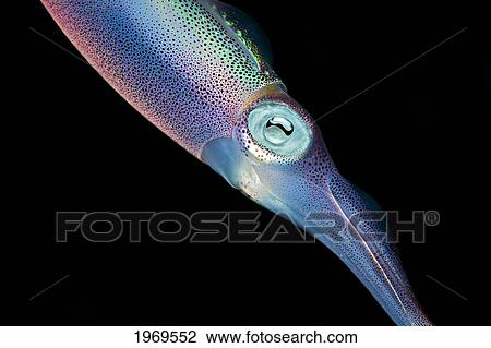 Stock Image - Caribbean, Bonaire, Reef Squid (Sepioteuthis Sepioidea).. Fotosearch