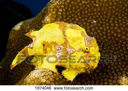 Caribbean, Bonaire, Yellow Frogfish (Antennarius Maculatus). View Large Photo Image Stock Photograph - Caribbean, Bonaire, Yellow Frogfish (Antennarius Maculatus).. Fotosearch