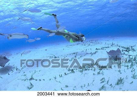 Caribbean, Cayman Islands, Woman Snorkels With Stingrays And Fish, Surface Water Visible View Large Photo Image Stock Image - Caribbean, Cayman Islands, Woman Snorkels With Stingrays And Fish, Surface Water Visible. Fotosearch