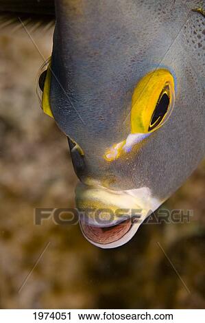 Caribbean, French Angelfish (Pomacanthus Paru); Bonaire View Large Photo Image Stock Image - Caribbean, French Angelfish (Pomacanthus Paru); Bonaire. Fotosearch