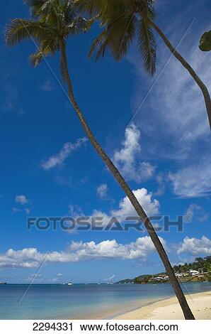 Caribbean, Grand Anse Beach; Grenada View Large Photo Image Stock Image - Caribbean, Grand Anse Beach; Grenada. Fotosearch
