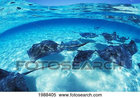 Stock Photography - Caribbean, Grand Cayman Island, Over/Under View Of Stingrays Swimming In Clear Blue Water, Blue Sky Above.. Fotosearch