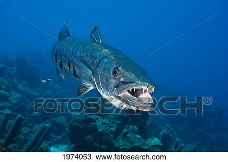 Stock Image - Caribbean, Great Barracuda (Sphyraena Barracuda); Bonaire. Fotosearch
