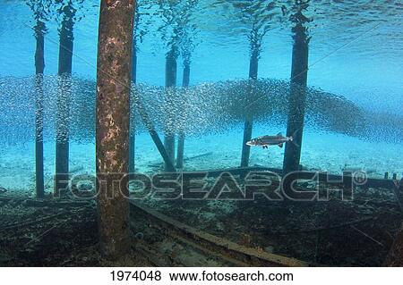 Stock Photo - Caribbean, Great Barracuda (Sphyraena Barracuda); Bonaire. Fotosearch