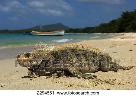 Caribbean, Grenada, Grenadines, Iguana on Paradise Beach; Carriacou Island View Large Photo Image Stock Image - Caribbean, Grenada, Grenadines, Iguana on Paradise Beach; Carriacou Island. Fotosearch