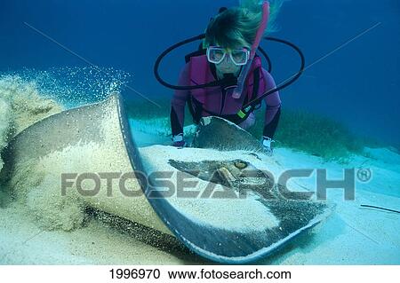 Stock Image - Caribbean, Honduras, Bay Islands, Roatan, Diver With Southern Manta Ray At Sandy Bottom A86D. Fotosearch