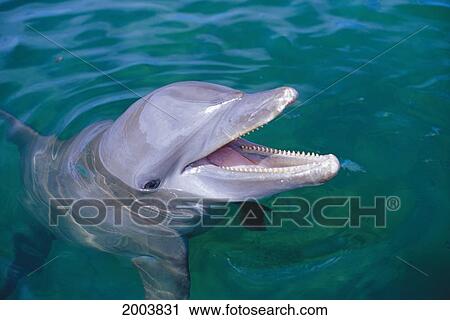 Stock Image - Caribbean, Honduras, Bay Islands, Roatan, Head Atlantic Bottlenose Dolphin At Surface With Mouth Open (Tursiops Truncatus). Fotosearch