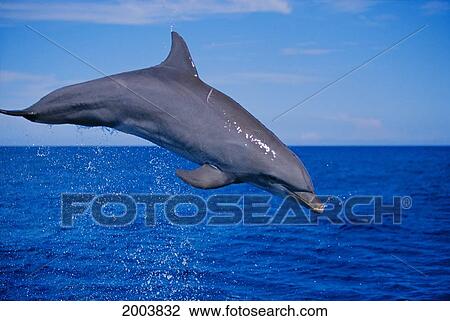 Caribbean, Honduras, Bay Islands, Roatan, Close-Up Side Angle Of Atlantic Bottlenose Dolphin Leaping (Tursiops Truncatus) View Large Photo Image Stock Image - Caribbean, Honduras, Bay Islands, Roatan, Close-Up Side Angle Of Atlantic Bottlenose Dolphin Leaping (Tursiops Truncatus). Fotosearch